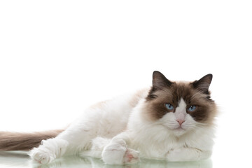 Fluffy ragdoll cat lying on a white studio background