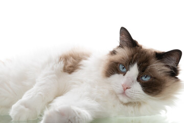 Domestic ragdoll cat full face on a white background of a studio shoot