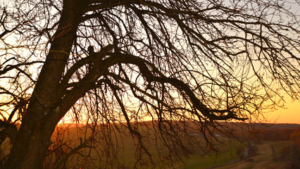 Silhouette of a tree at dusk in the hills of Mures, Transylvania. 