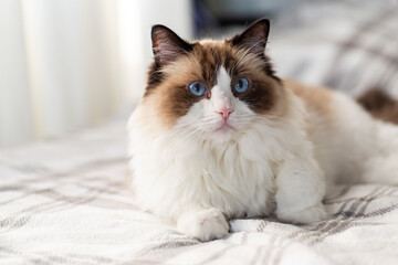 Blue eyed fluffy ragdoll cat playing with rainbow toy