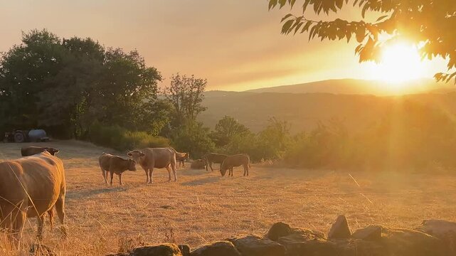 traveling shot of a herd of cows in the meadows with a beutiful sunset. 
