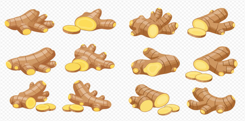 Various illustrations of fresh ginger roots, showing whole rhizomes and sliced pieces with their distinct yellow interior.