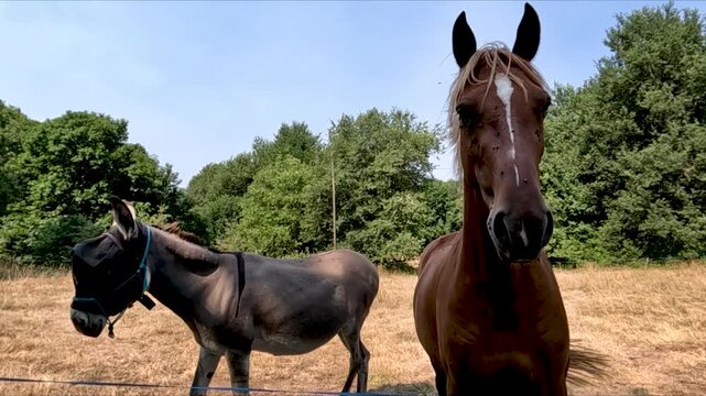 horse and donkey on the pasture in the farm