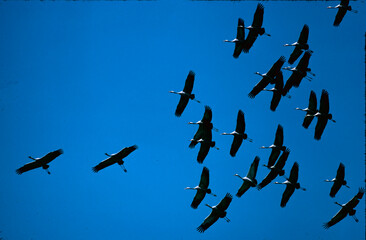 Flock of cranes
