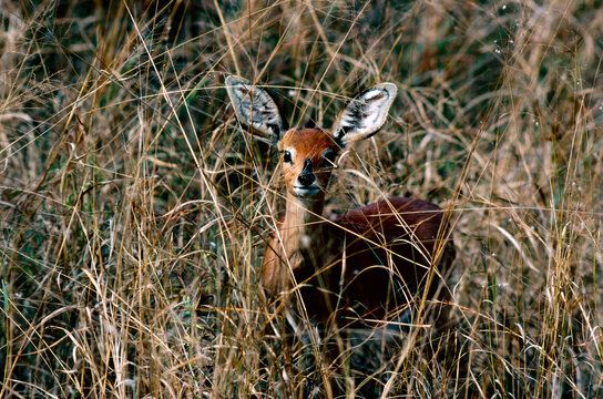 Steenbok antelope