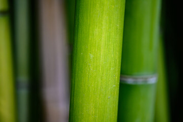 Obraz premium Green bamboo close-up with fresh leaves and dew drops in natural garden setting