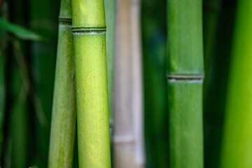 Obraz premium Green bamboo forest close up with lush leaves and stems in a tropical garden setting