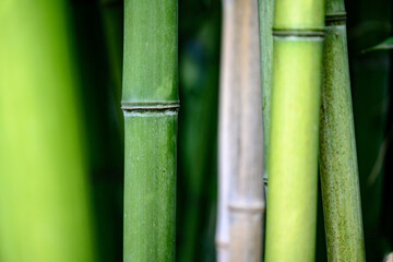 Obraz premium Green bamboo forest close up with lush leaves and stems in a tropical garden setting