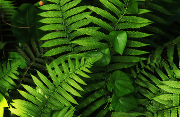 fern leaf in the forest