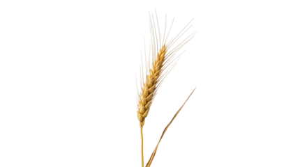 Golden wheat stalk, a symbol of harvest and abundance, isolated on transparent background, perfect for adding a touch of rustic charm to designs