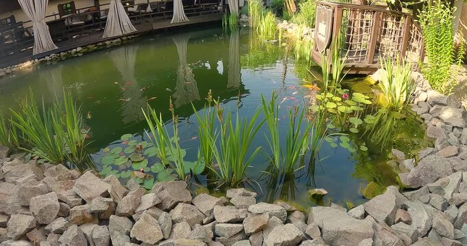 Golden koi karp in the pond. A lot of Japanese koi in the ornamental pond. A beautiful artificial pond with decorative fish swimming in the water.