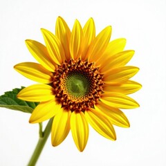 Fototapeta premium Rich, textured olive & sunflower oil bursts, dynamic flow, oil drop, golden