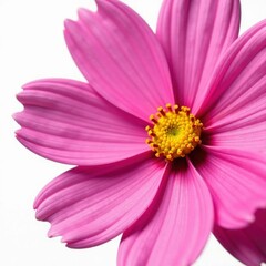 Fototapeta premium Single pink cosmos flower, vivid color, sharp detail, clean white backdrop , flower, background, photography