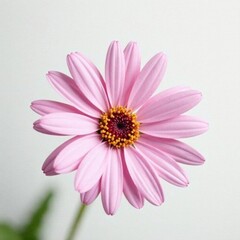 Single pink daisy, soft focus, pure white backdrop, plant image, petals, pink