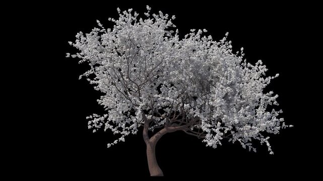 White Sakura Blossom with Moderate Wind and Alpha Channel (ProRes, 4K).  3D generated looping FX animation footage