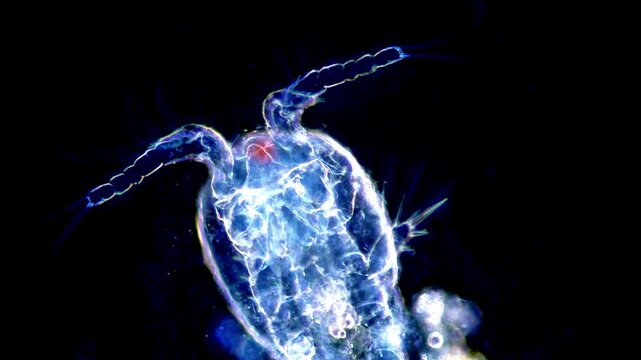 Copepods microorganism, darkfield microscopy view 200x 