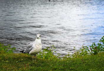 Seagull standing on green grass by the water