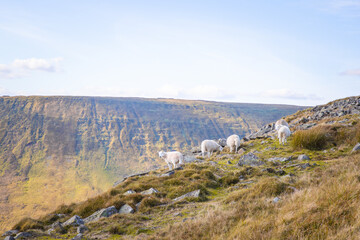 Cute Sheep in the Brecon Beacons National Park, near Abercynafon and Talybont Reservoir