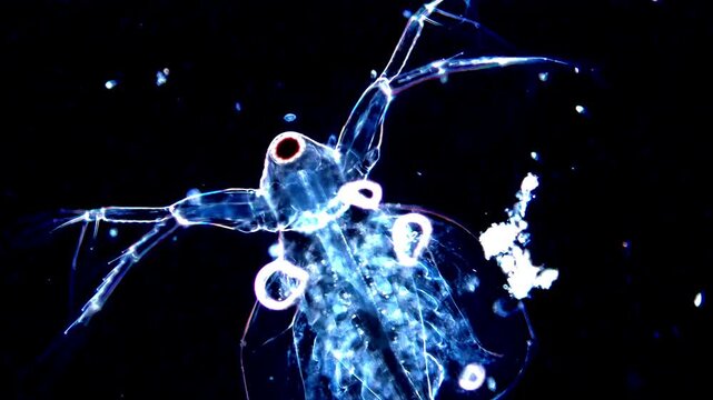 Transparent Micro Animal Under Dark Field Illumination