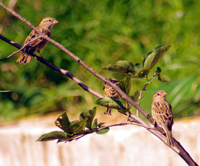 House, tree, sparrows in house garden