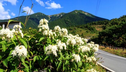 Mountainous scene with white flower bush, road, building and mountain in background