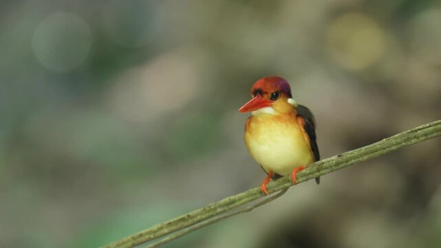 Oriental dwarf kingfisher or Black backed Kingfisher on branch birdwatching in the forest.