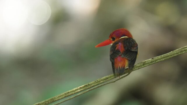Oriental dwarf kingfisher or Black backed Kingfisher on branch birdwatching in the forest.