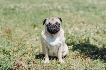 Obraz premium cute small cream pug walks on green grass in summer park in summer day, dogwalking concept