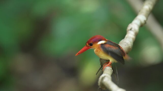 Oriental dwarf kingfisher or Black backed Kingfisher on branch birdwatching in the forest.