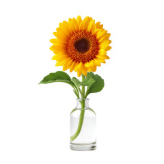 Obraz premium Beautiful sunflower in a clear glass bottle with water, bright yellow petals and green leaves on a white background