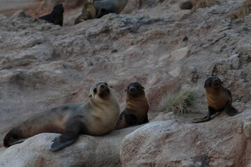 Fototapeta premium australian fur seal