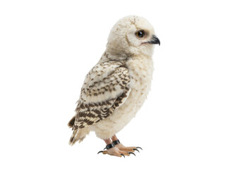 Isolated snowy owl chick standing side view portrait in studio for stock photography