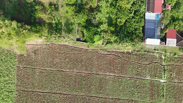 Drone Vertical Descent: Sugarcane Field Behind Rural House