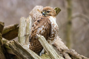 Close up photo of a young Red-tailed hawk perched on a tree branch
