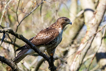 Close up photo of a young Red-tailed hawk perched on a tree branch