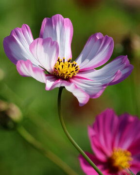 Pink cosmos flowers in bloom with green garden background