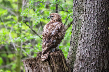 Red-tailed Hawk perched on a tree.