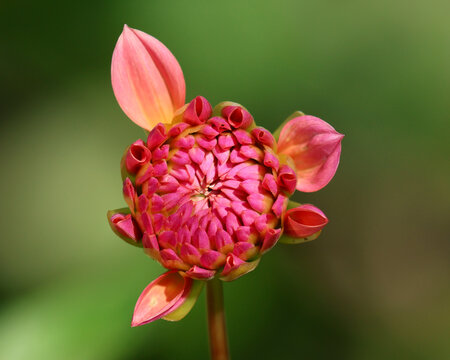 Closeup of a pink dahlia just starting to bloom, green background