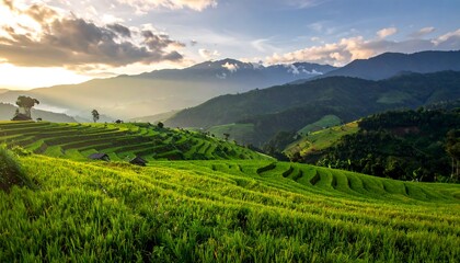 Obraz premium Lush green rice terraces cascade down hillsides, bathed in the warm glow of the setting sun, with distant mountains shrouded in mist