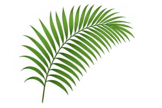 Green tropical palm frond vector illustration on transparent background