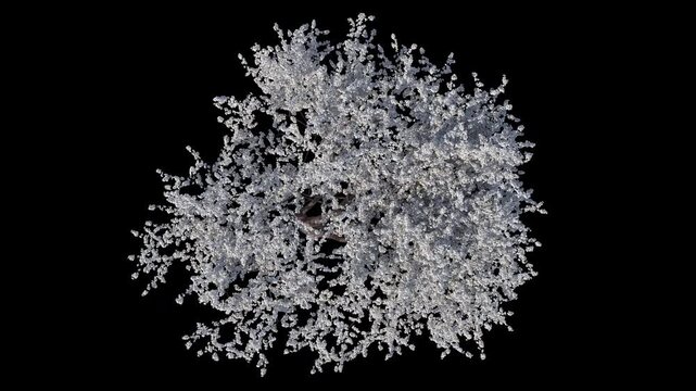 White Sakura Blossom with Moderate Wind and Alpha Channel (ProRes, 4K).  Top view. 3D generated looping FX animation footage