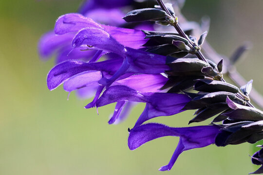 Closeup of a cluster of purple salvia (sage) flowers, pale green background