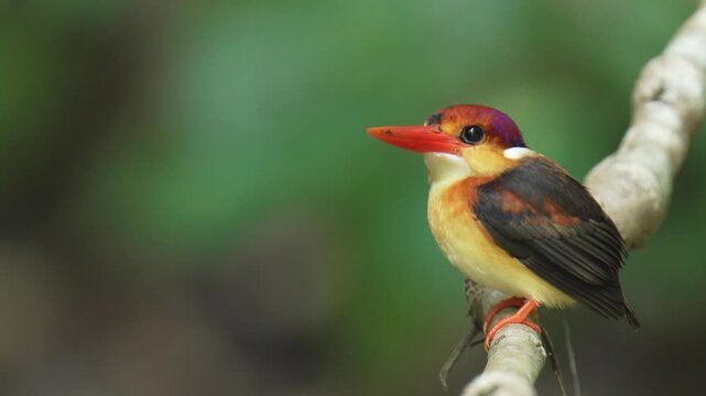 Oriental dwarf kingfisher or Black backed Kingfisher on branch birdwatching in the forest.