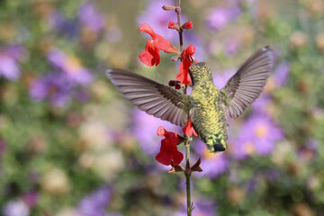 Anna's hummingbird sipping nectar from tiny red flowers while flying, purple flowers blurry in the background