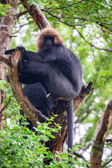 The Nilgiri langur (Semnopithecus johnii) is an Asian langur of the Old World monkey. It has glossy, black fur and an orangey-golden brown, hair-like mane on its head. 
