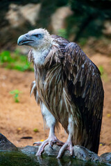 The griffon vulture (Gyps fulvus) is a large Old World vulture in the bird of prey family Accipitridae.
Hatched naked, with a very white head, very broad wings and short tail feathers.