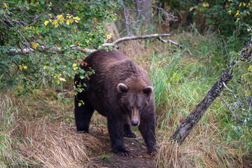 Alaskan brown bear on the shore of Brooks River