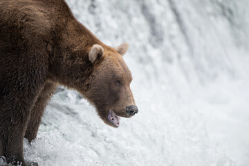 Portrait of an alaskan brown bear at Brooks falls
