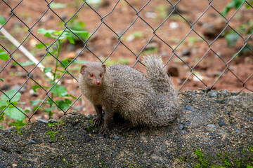 The wild Indian grey mongoose  (Urva edwardsii) ranges through Arignar Anna Zoological Park Chennai India. A mongoose species native to the Indian subcontinent and West Asia.