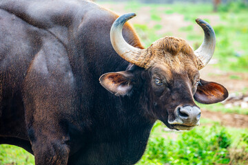 The gaur ( Bos gaurus), also called the Indian bison, is the largest extant bovine. This species is native to South and Southeast Asia.